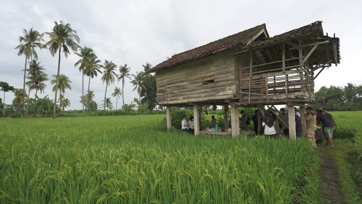 Panen Raya Januari-Maret 2026, Produksi Padi Banyuwangi Capai 160 Ribu Ton