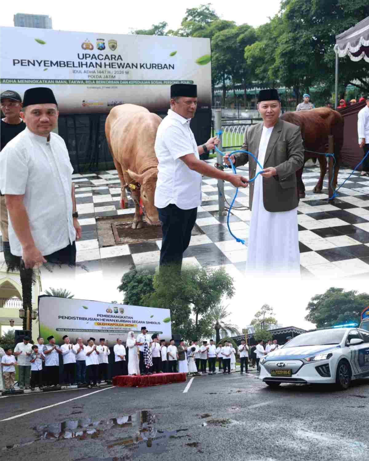Iduladha 1447 H Polda Jatim Salurkan Ratusan Hewan Kurban untuk Masyarakat