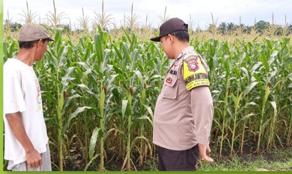Bhabinkamtibmas Polsek Kalipuro Pantau Panen Jagung Warga, Dukung Program Ketahanan Pangan Nasional