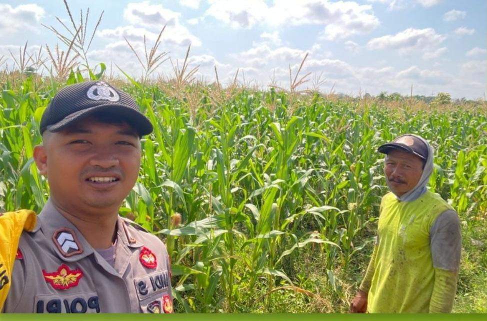 Bhabinkamtibmas Polsek Tegalsari Dampingi dan Monitor Pertumbuhan Tanaman Jagung Warga untuk Dukung Ketahanan Pangan