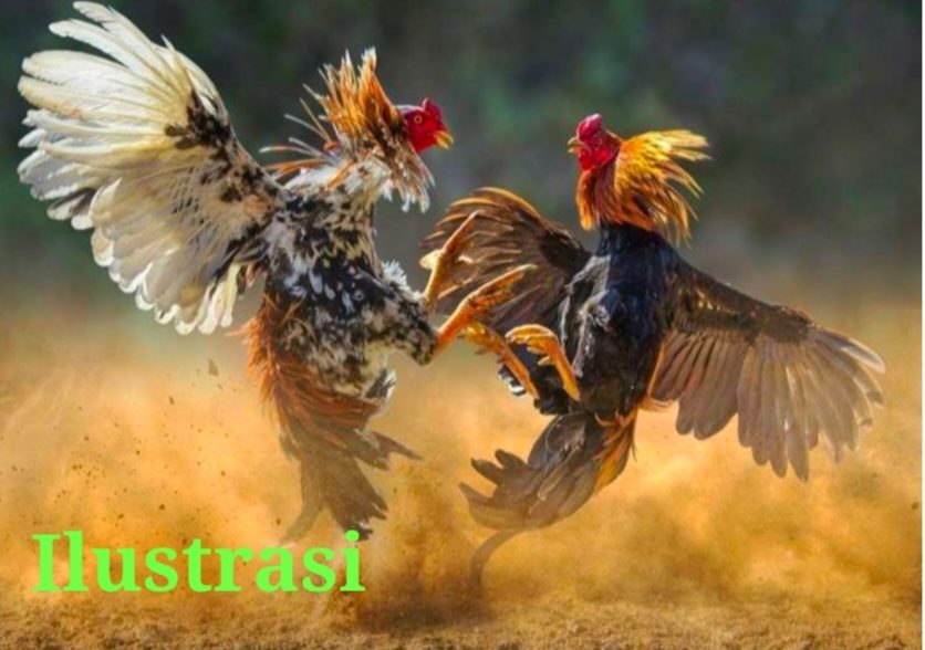Diduga Kembali Beroperasi, Arena Sabung Ayam di Wedoro Klurak Disorot: Polda Jatim Didesak Usut Dugaan Praktik Judi dan Dugaan Pembiaran Aparat
